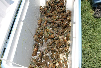 crawfish goldwater trapping lake report