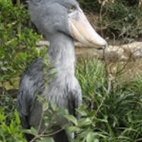 Pelicano Picozapato