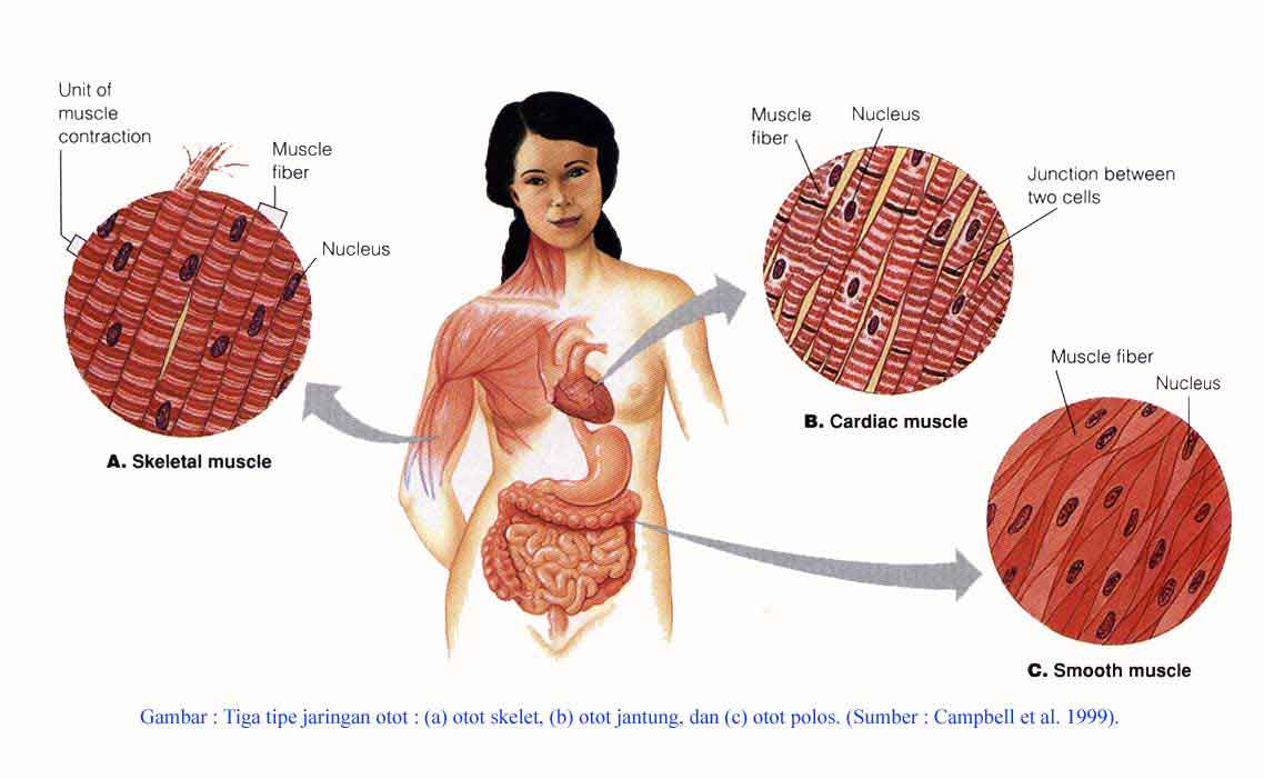 Baju Korea Rajut: Sistem Otot Manusia (Jenis-jenis Otot)