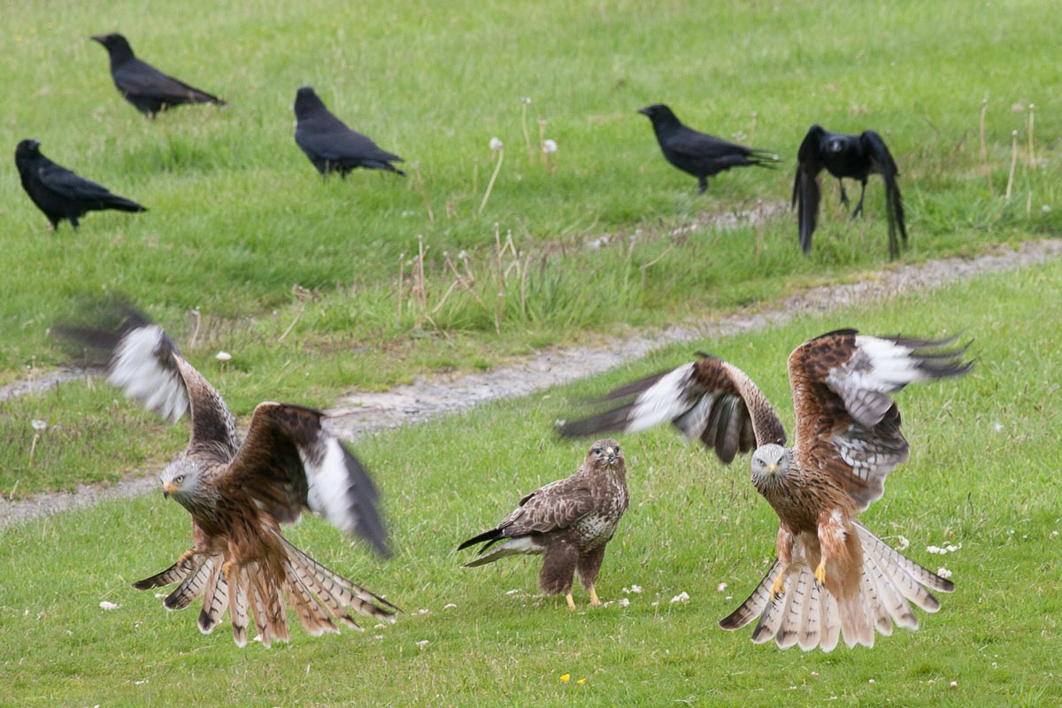 Red kite feeding sites in wales ocfas
