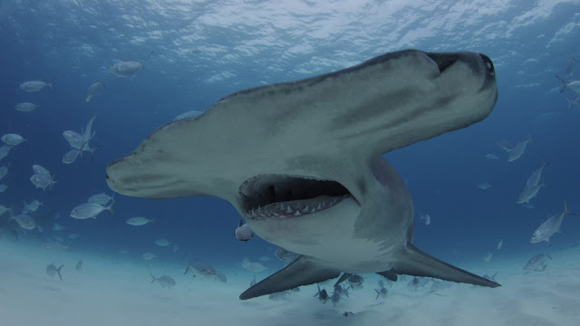 sharkfest deep blue shark pictures with divers sharkfest deep blue shark pictures with divers