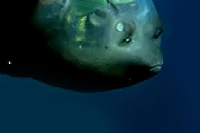 Barreleye Fish Facts, Size, Weight, Adaptations