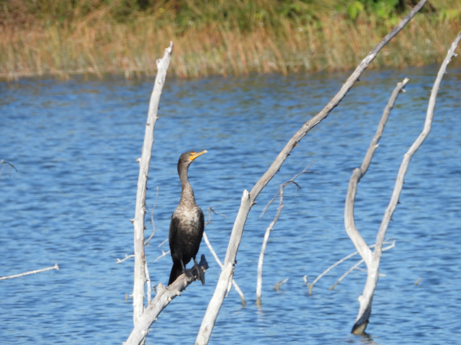 Bird & Travel Photos, Birding Sites, Bird Information DOUBLECRESTED