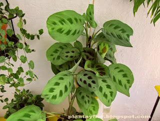 Maranta leuconeura 'Kerchoveana'