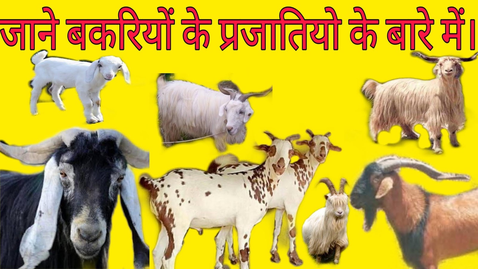 Types of goats breeds found in India / भारत में पाई जाने वाली बकरियों