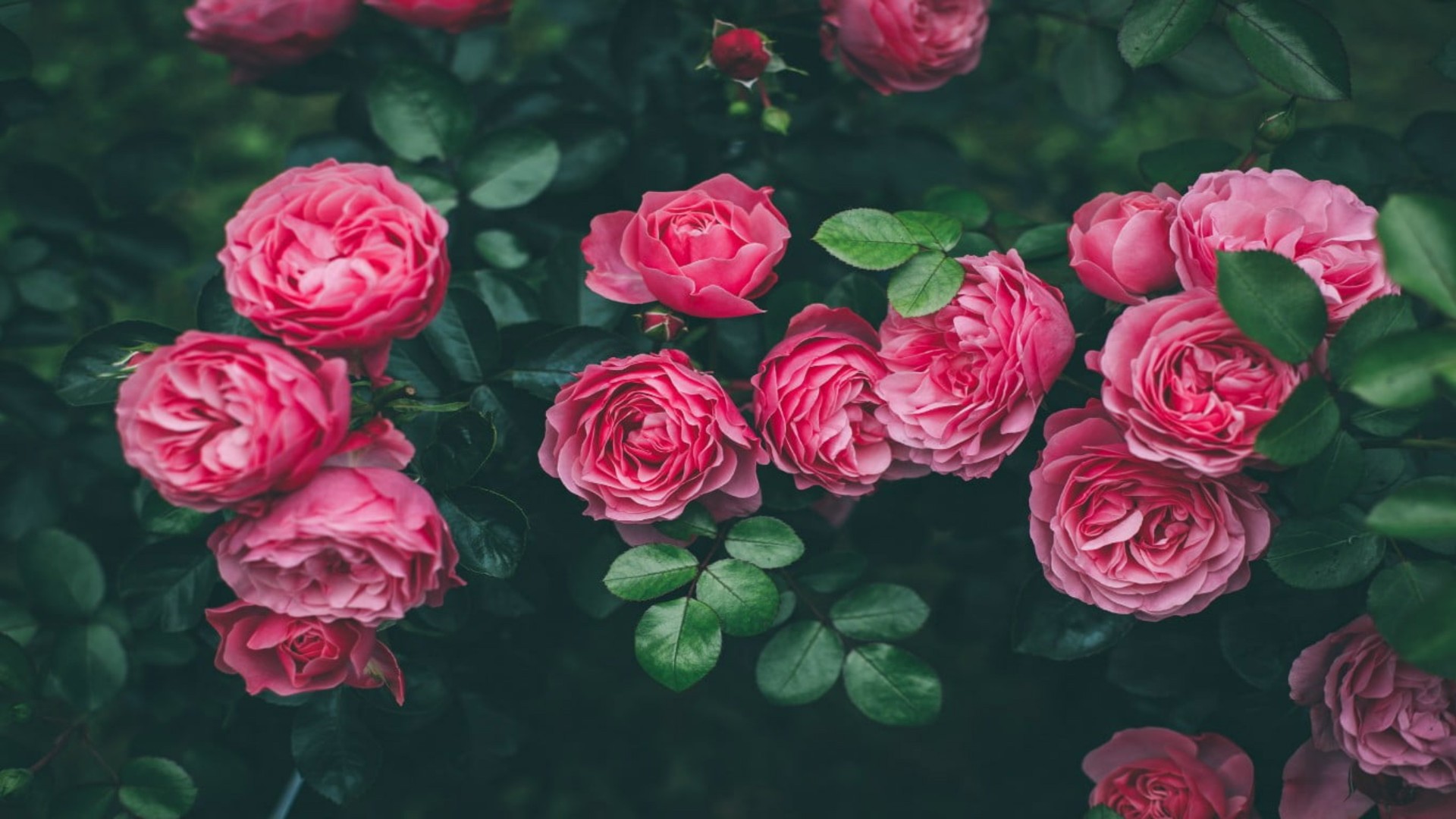 beautiful pink roses with leaves 4k HD rose