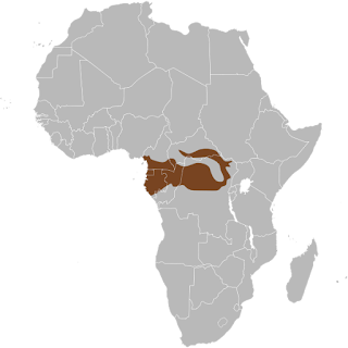 Afrika orman fili dağılımı