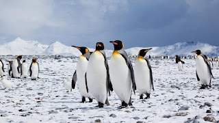 Fuente: https://www.scienceabc.com/eyeopeners/do-penguins-have-knees.html Unos andares cómicos, adaptación al duro clima antártico