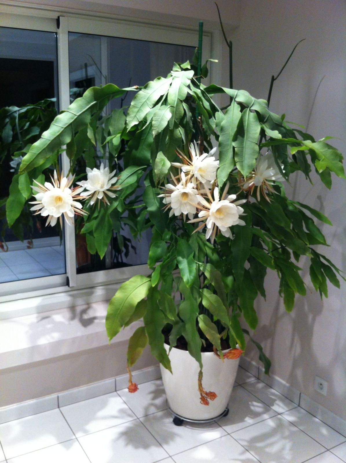 Epiphyllum Oxypetalum «dama de noche» Id Plantae Epiphyllum Oxypetalum «dama de noche» Id Plantae