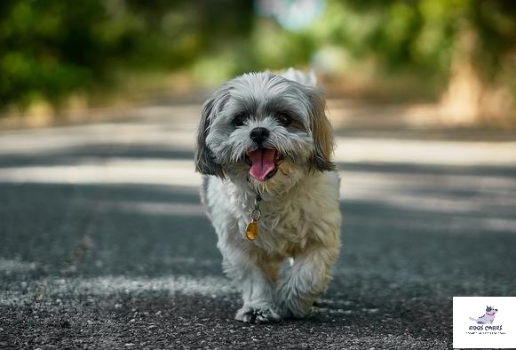 Shih Tzu dog breed history