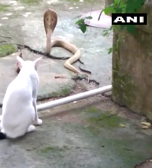 Domestic cat prevents cobra from entering a home