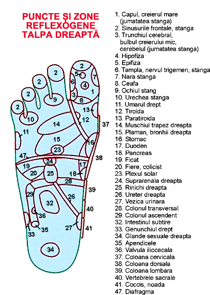 Puncte talpa prostata