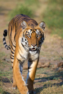 Bengal kaplanı (Panthera tigris tigris)