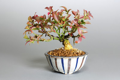 コマユミ-K1（小真弓盆栽）Euonymus alatus bonsai