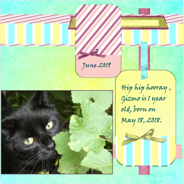 Juni 2019-Hiep hiep hoera - Gizmo 1 jaar