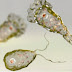 Brain-eating Amoeba | Doctors Gang Parasitology