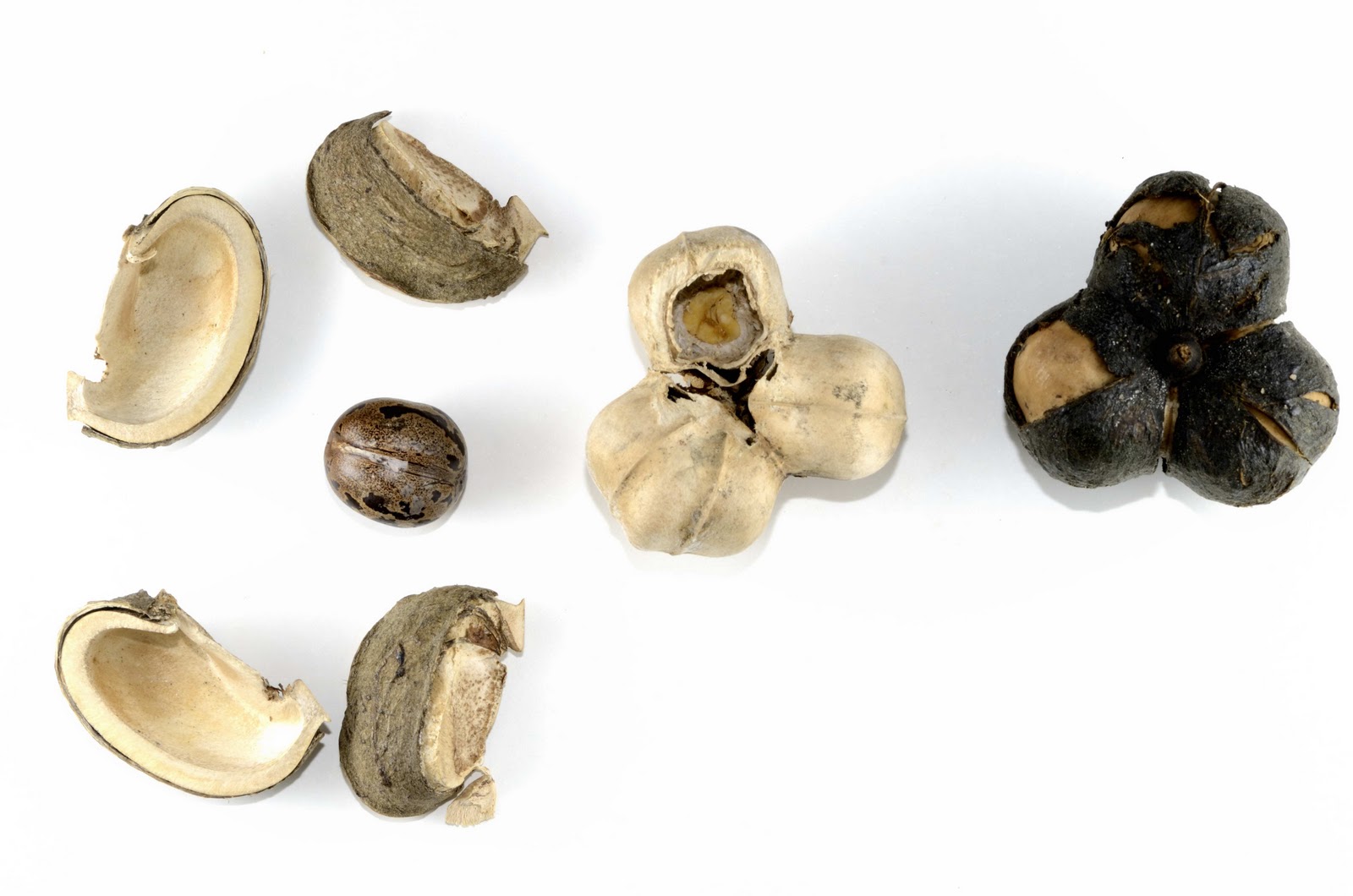 Mountain and Sea Rubber Fruit and Seed