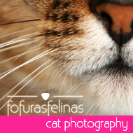 Fotos | Fofuras Felinas