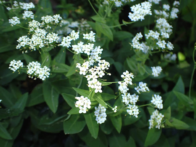Peltaria alliacea