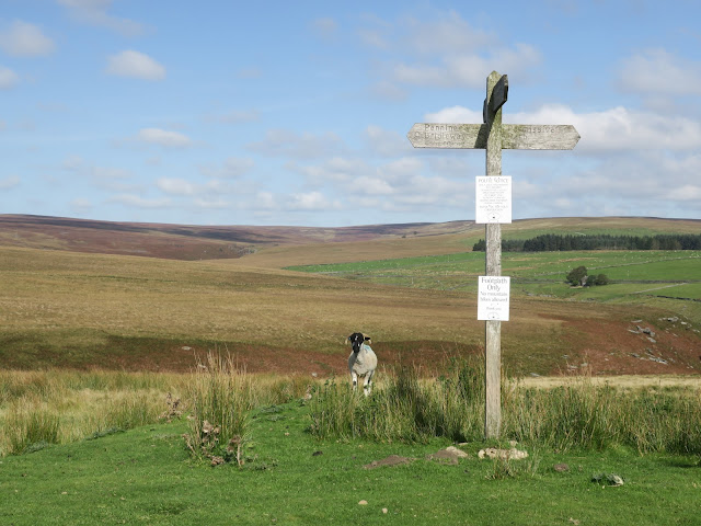 Sheep on the Pennine Bridleway. 19th September 2020.