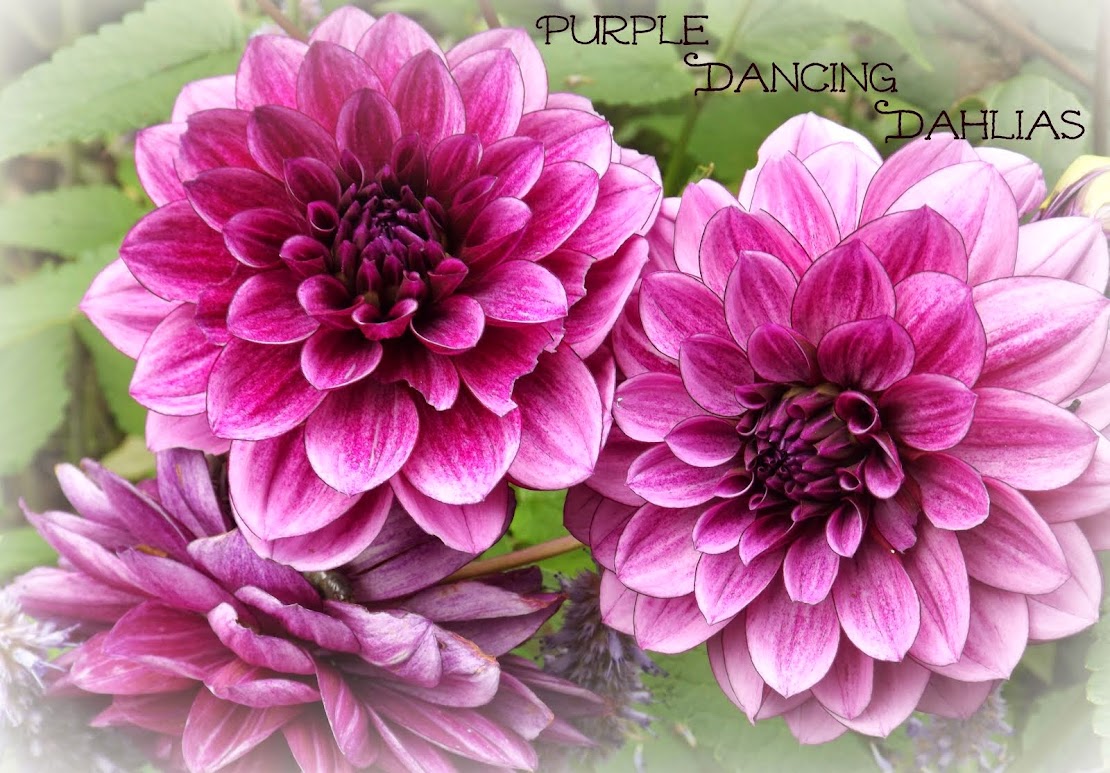 Purple Dancing Dahlias