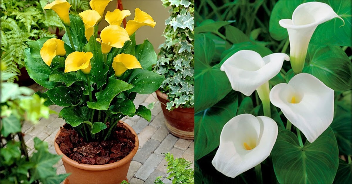How to grow and care Calla Lily