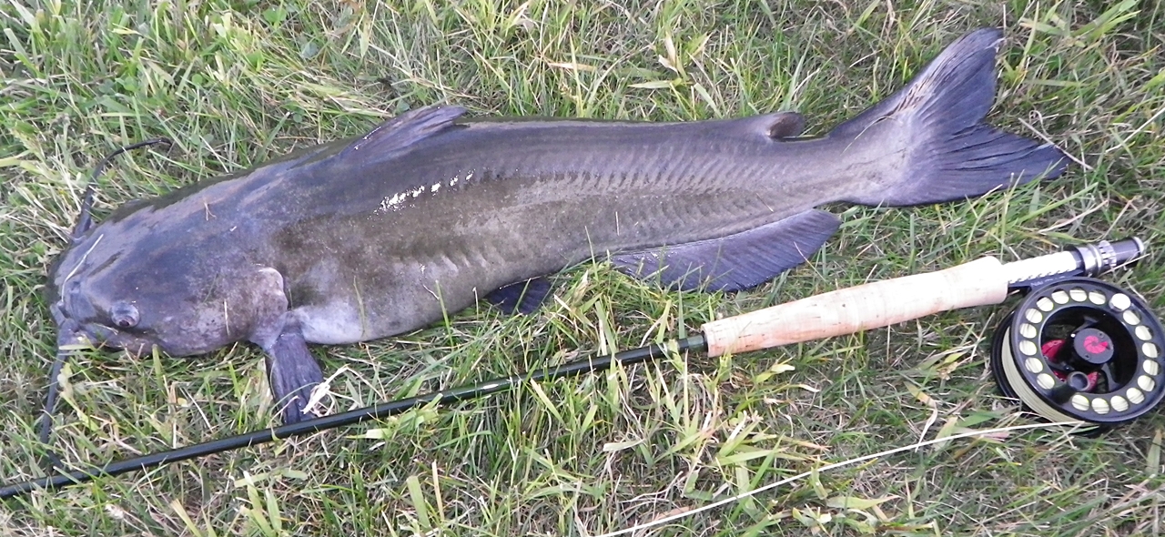 FishnDave FlyFishing for Catfish