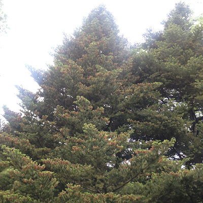 Evergreen tree in the Arnold Arboretum