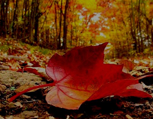 Pioggia D Autunno Poesia Ada Negri Poesie Image