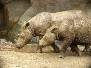 Badak Sumatra Binatang Atau Hewan Langka Di Dunia Yang Terancam Punah