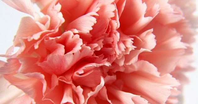 Carnations Flower Benefits and Pictures