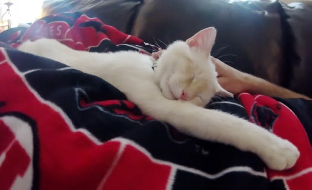 They Spot A ‘Lifeless’ Kitten Frozen To The Ground. Then They Bring Him Back To Life!