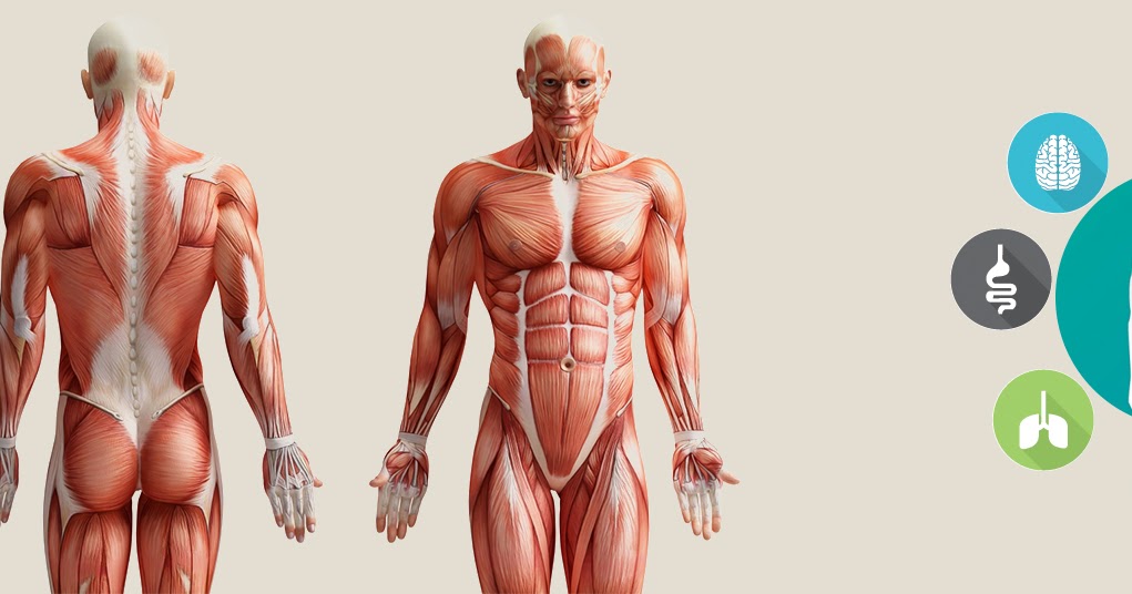Body develop. Anatomy Education. Body Development. Icon Skin Smart Boosters.