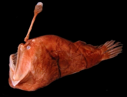 Angler fish reproduction is weird which is parasitic; this also brings them to the list of weirdest animals.