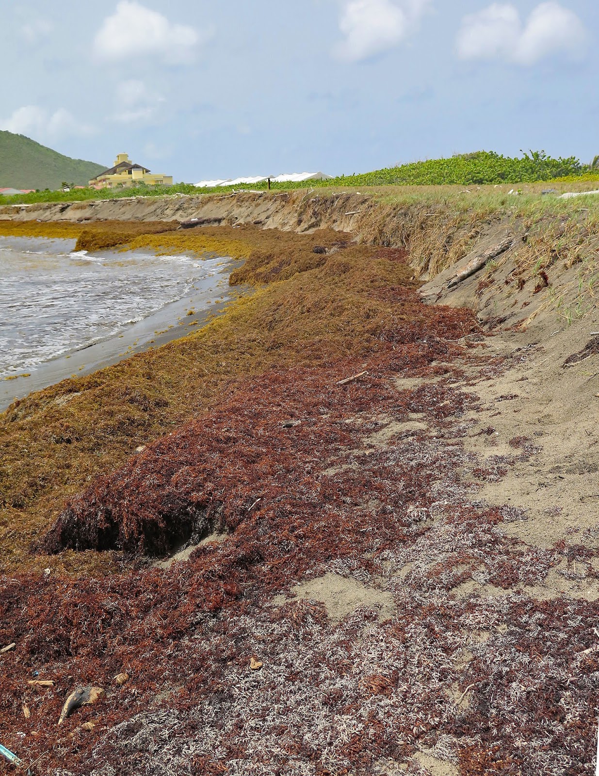 One Day at a Time A Sargassum Sea
