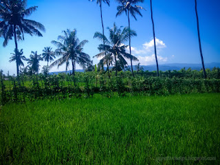 Beautiful Fresh Green Scenery Of The Rice Fields In The Blue Sky On A Sunny Day At Ringdikit Village North Bali Indonesia