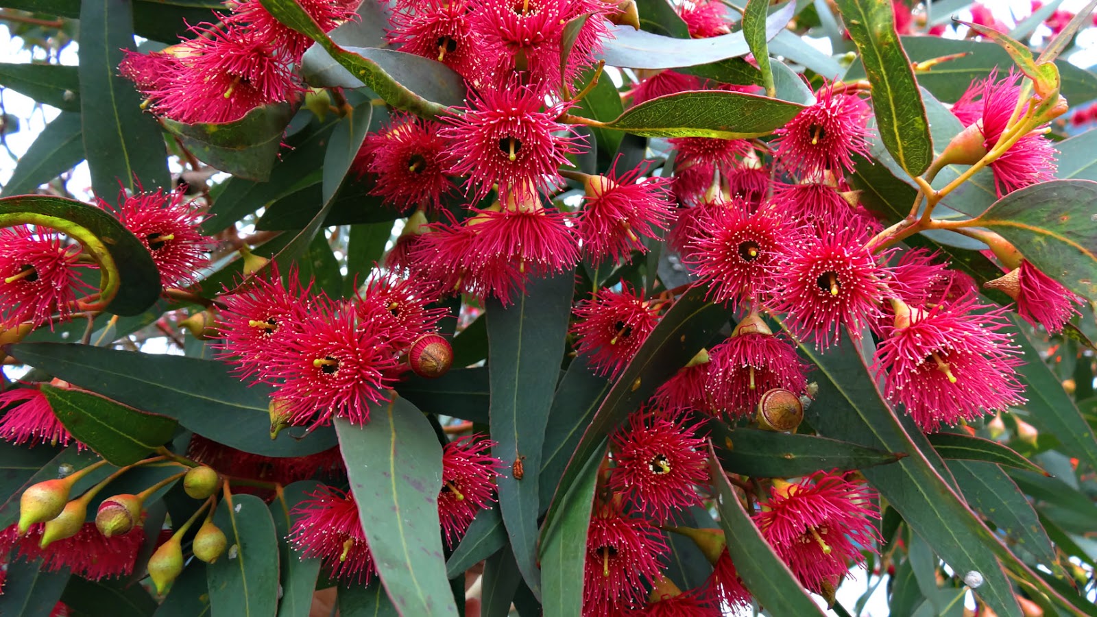 FLORAL FRIDAY FOTOS FFF228 GUMTREE