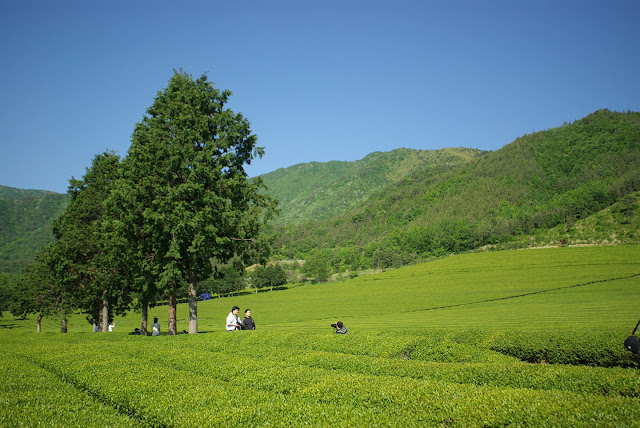 Explore South Korea's largest tea plantation