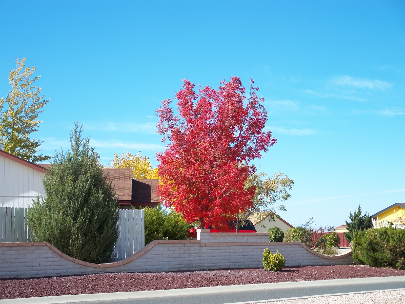 Trees That Please Nursery: 30 Days of Fall Foliage, Monday November 5th.