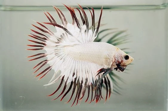 Ikan Cupang Crowntail - Crown Tail Betta - Ikanhiasku.net