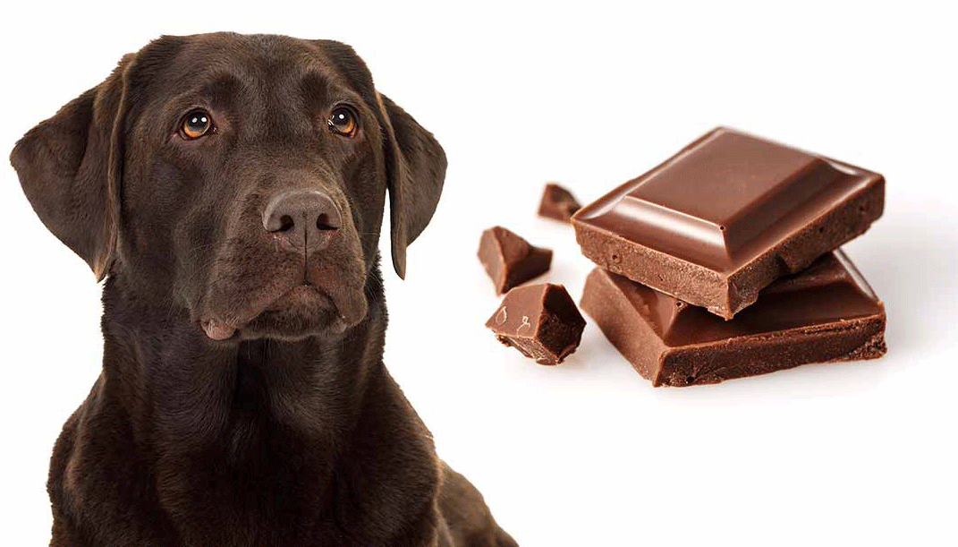 Can Dogs Eat Chocolate? Is Chocolate Safe For Dogs?
