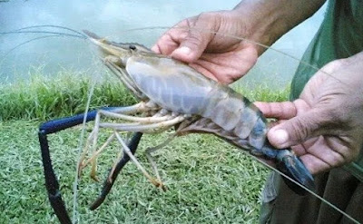Tehnik Mancing Udang Galah Di Sungai