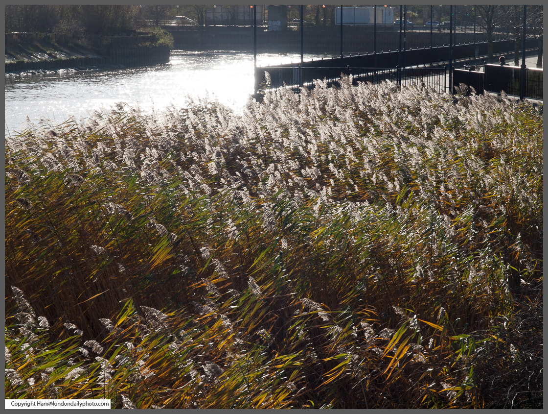 London Daily Photo Contrasts Reed bed in sunlight