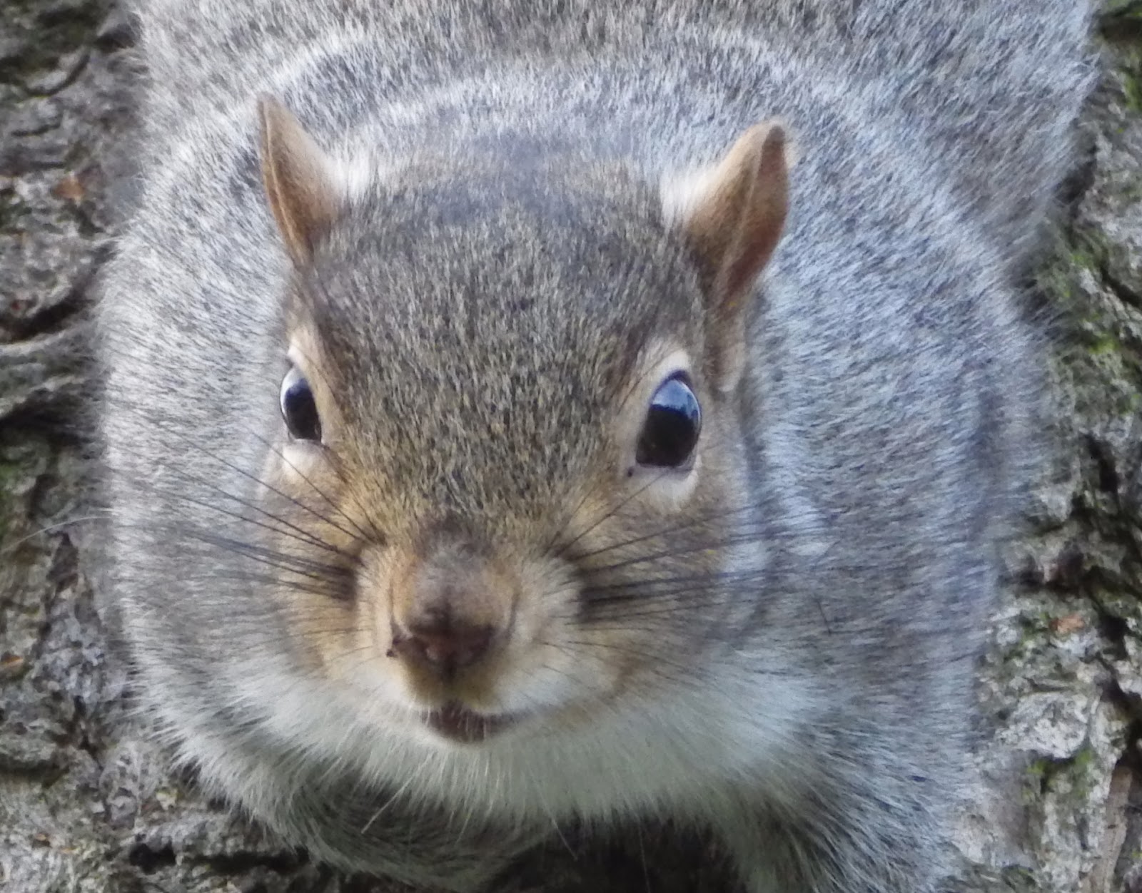 Wildlife Watch. Friendly squirrels at Tamworth park.