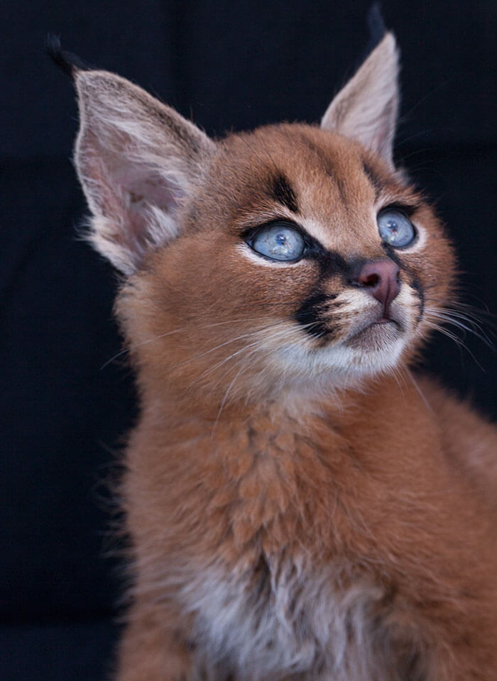 Beautiful Pictures Of Baby Caracals, One Of The Most Gorgeous Cat Species Ever