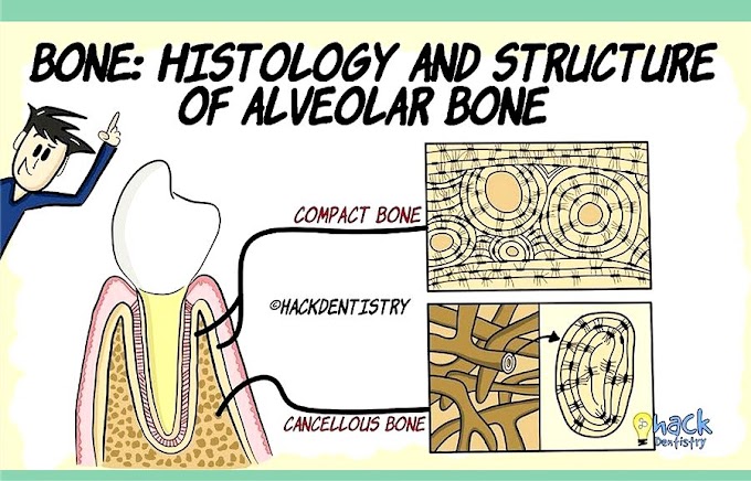 ALVEOLAR BONE: Histology and Structure 