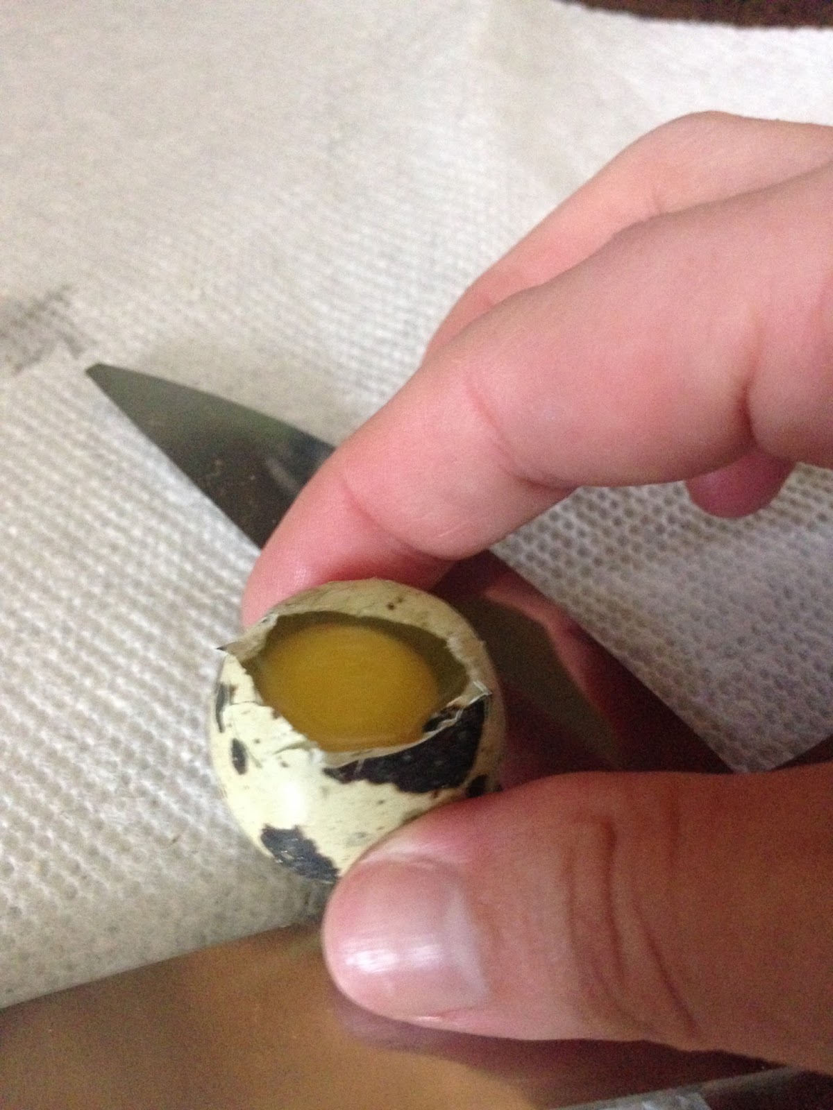 Midnight Acres Farm How to Crack a Quail Egg