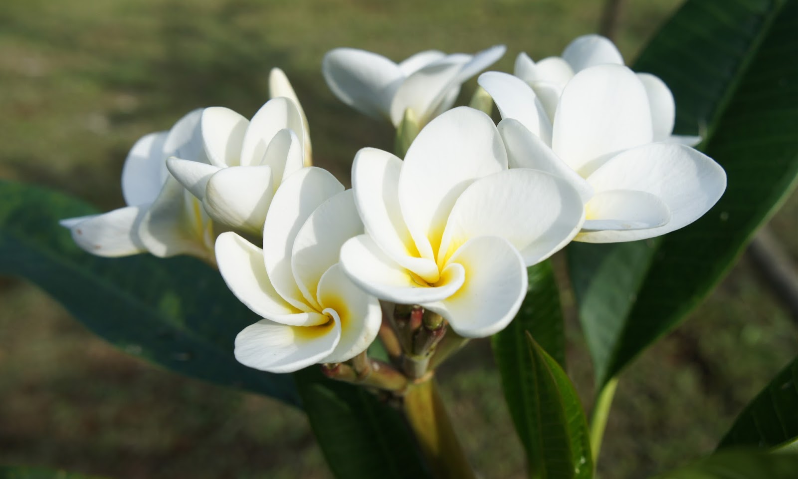 Plumeria Frangipani HD Wallpapers
