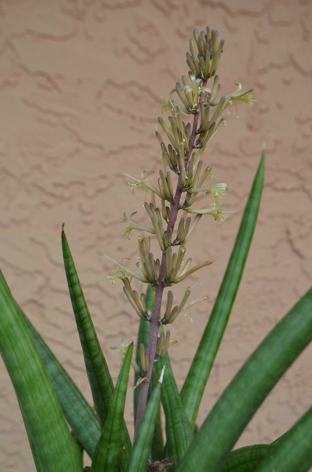 Succulent Bromeliads and others Sansevieria patens
