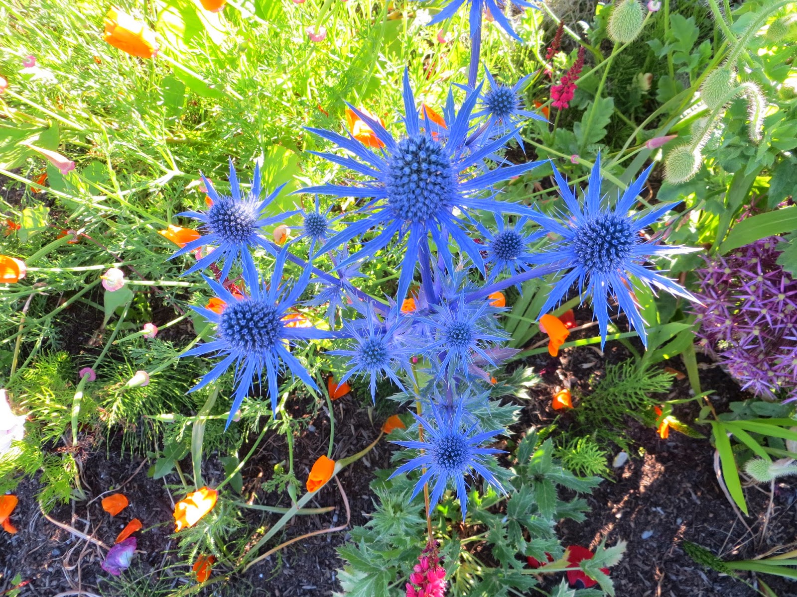 Eryngium Blue